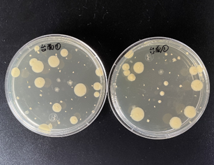 嬰配乳粉生產企業環境微生物監測(一)——表面微生物采樣 嬰配乳粉生產企業環境微生物監測(一)——表面微生物采樣