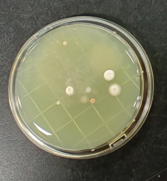 嬰配乳粉生產企業環境微生物監測(一)——表面微生物采樣 嬰配乳粉生產企業環境微生物監測(一)——表面微生物采樣