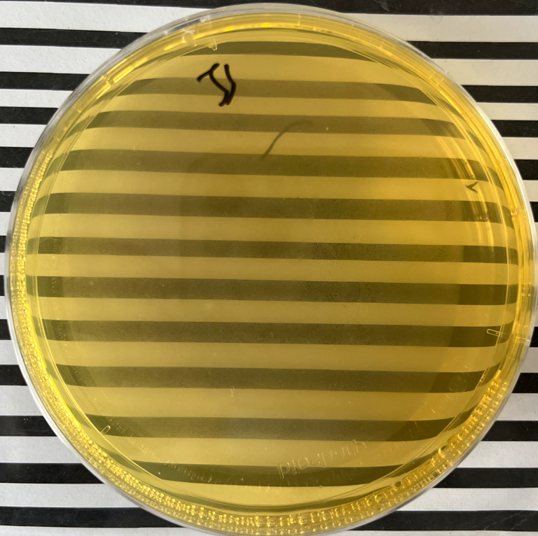 制藥行業中的隱形殺手-洋蔥伯克霍爾德菌群 制藥行業中的隱形殺手-洋蔥伯克霍爾德菌群