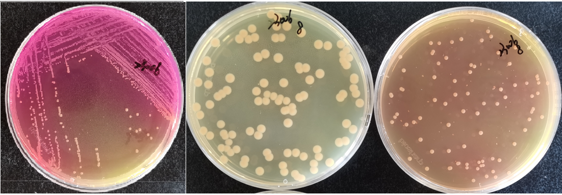 制藥行業中的隱形殺手-洋蔥伯克霍爾德菌群 制藥行業中的隱形殺手-洋蔥伯克霍爾德菌群