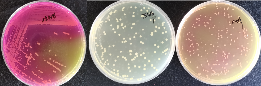 制藥行業中的隱形殺手-洋蔥伯克霍爾德菌群 制藥行業中的隱形殺手-洋蔥伯克霍爾德菌群