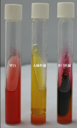 VRBA內的紅色小菌落，有可能是沙門氏菌？