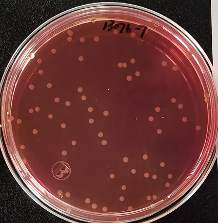 VRBA內的紅色小菌落，有可能是沙門氏菌？