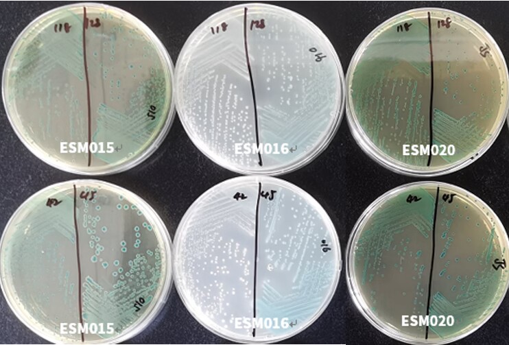 GB 4789.40-2024克羅諾桿菌檢驗標準變更解讀