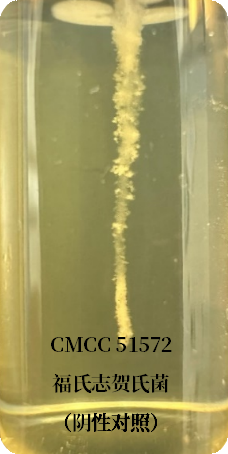 誰是芽胞桿菌中的“運動健將”? 誰是芽胞桿菌中的“運動健將”?