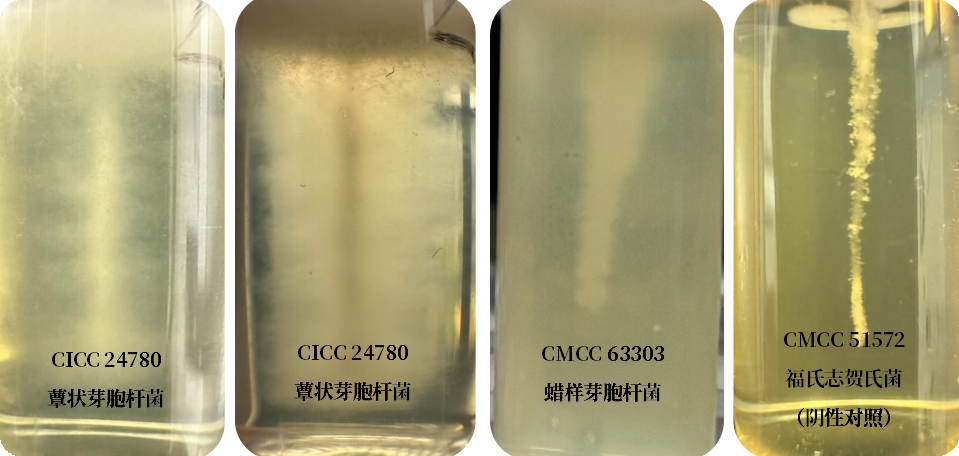 誰是芽胞桿菌中的“運動健將”? 誰是芽胞桿菌中的“運動健將”?