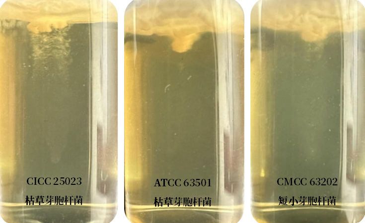 誰是芽胞桿菌中的“運動健將”? 誰是芽胞桿菌中的“運動健將”?