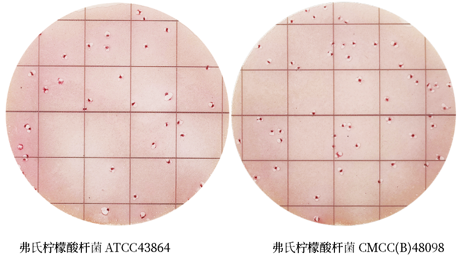 陸橋推出新大腸菌群測(cè)試片：符合GB4789.3-2025