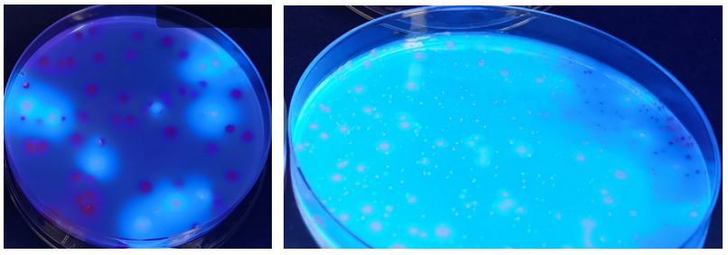 GB 4789.38-2025《食品安全國家標準 食品微生物學檢驗 大腸埃希氏菌計數》解讀 GB 4789.38-2025《食品安全國家標準 食品微生物學檢驗 大腸埃希氏菌計數》解讀