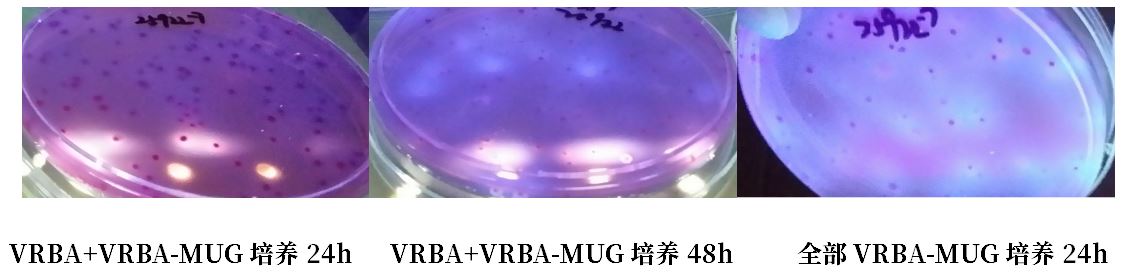 GB 4789.38-2025《食品安全國家標準 食品微生物學檢驗 大腸埃希氏菌計數》解讀 GB 4789.38-2025《食品安全國家標準 食品微生物學檢驗 大腸埃希氏菌計數》解讀