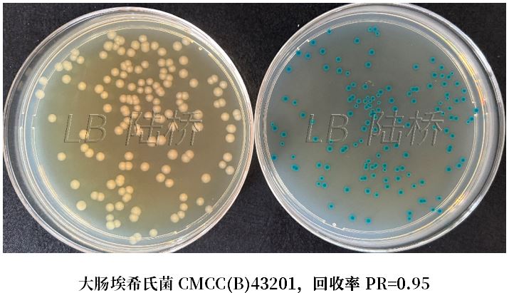 GB 4789.38-2025《食品安全國家標準 食品微生物學檢驗 大腸埃希氏菌計數》解讀 GB 4789.38-2025《食品安全國家標準 食品微生物學檢驗 大腸埃希氏菌計數》解讀
