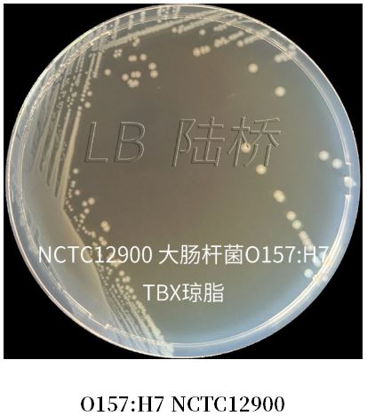 GB 4789.38-2025《食品安全國家標準 食品微生物學檢驗 大腸埃希氏菌計數》解讀 GB 4789.38-2025《食品安全國家標準 食品微生物學檢驗 大腸埃希氏菌計數》解讀