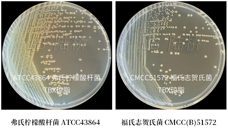GB 4789.38-2025《食品安全國家標準 食品微生物學檢驗 大腸埃希氏菌計數》解讀 GB 4789.38-2025《食品安全國家標準 食品微生物學檢驗 大腸埃希氏菌計數》解讀