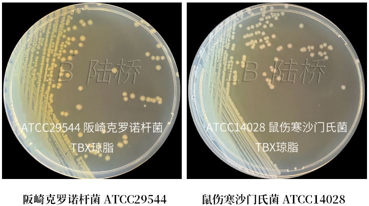 GB 4789.38-2025《食品安全國家標準 食品微生物學檢驗 大腸埃希氏菌計數》解讀 GB 4789.38-2025《食品安全國家標準 食品微生物學檢驗 大腸埃希氏菌計數》解讀