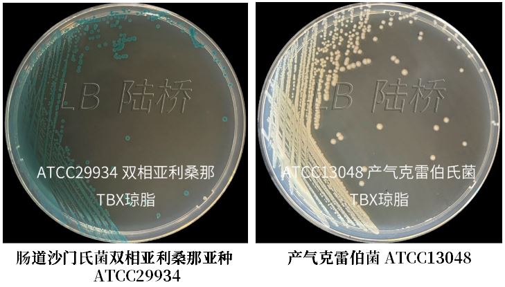 GB 4789.38-2025《食品安全國家標準 食品微生物學檢驗 大腸埃希氏菌計數》解讀 GB 4789.38-2025《食品安全國家標準 食品微生物學檢驗 大腸埃希氏菌計數》解讀