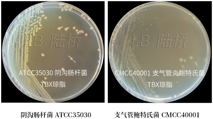 GB 4789.38-2025《食品安全國家標準 食品微生物學檢驗 大腸埃希氏菌計數》解讀 GB 4789.38-2025《食品安全國家標準 食品微生物學檢驗 大腸埃希氏菌計數》解讀