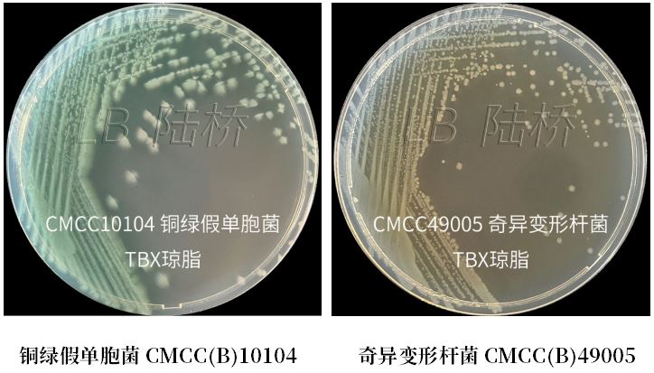 GB 4789.38-2025《食品安全國家標準 食品微生物學檢驗 大腸埃希氏菌計數》解讀 GB 4789.38-2025《食品安全國家標準 食品微生物學檢驗 大腸埃希氏菌計數》解讀