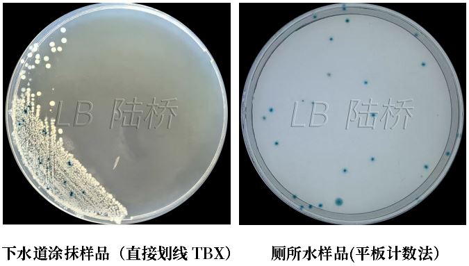 GB 4789.38-2025《食品安全國家標準 食品微生物學檢驗 大腸埃希氏菌計數》解讀 GB 4789.38-2025《食品安全國家標準 食品微生物學檢驗 大腸埃希氏菌計數》解讀