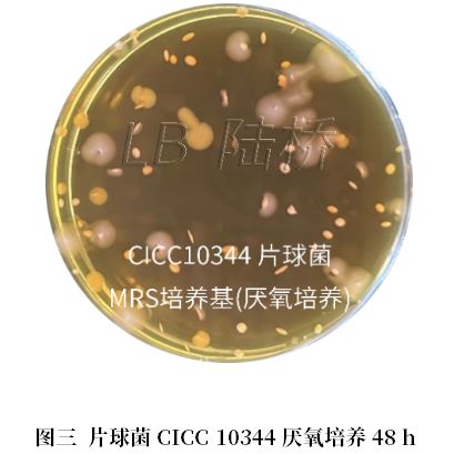 乳酸菌檢驗新角色——片球菌屬與魏茨曼氏菌屬