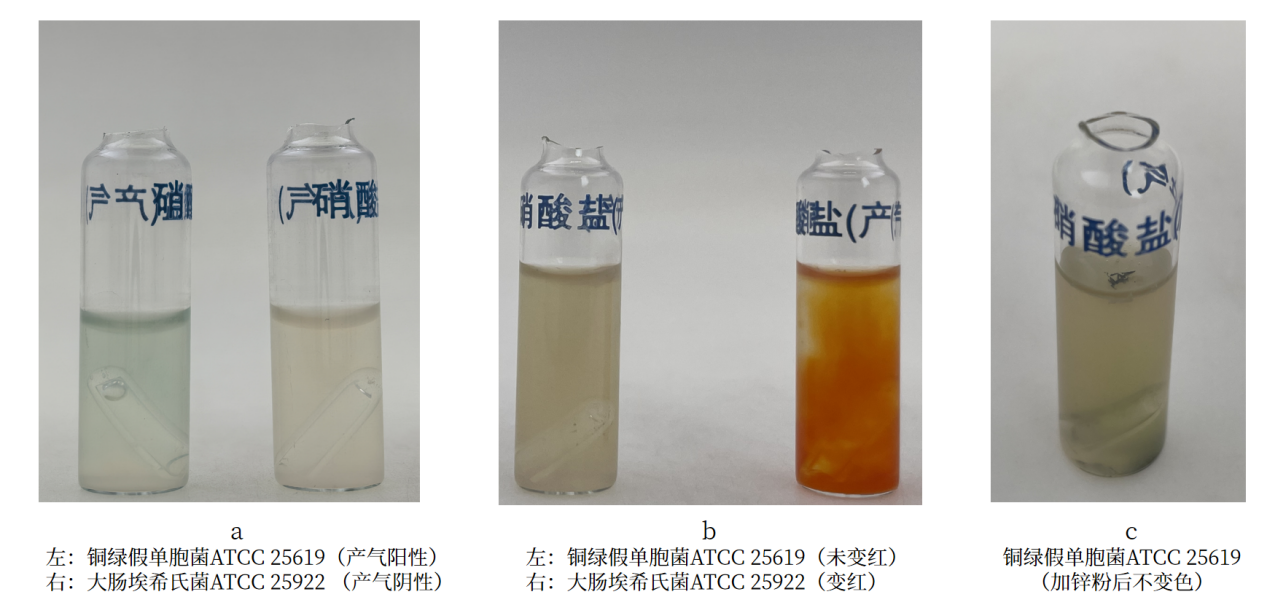 細菌生化實驗之硝酸鹽還原實驗解析 細菌生化實驗之硝酸鹽還原實驗解析