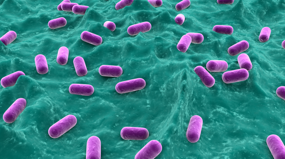 GB 4789.40-2024克羅諾桿菌檢驗(yàn)標(biāo)準(zhǔn)變更解讀